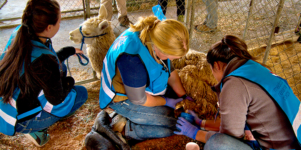 Veterinary Emergency Team set up in California